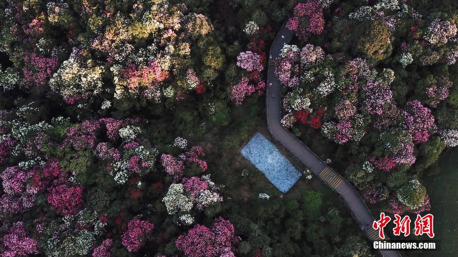 贵州毕节杜鹃迎最佳观赏期 百里繁花绘成"地球彩带"